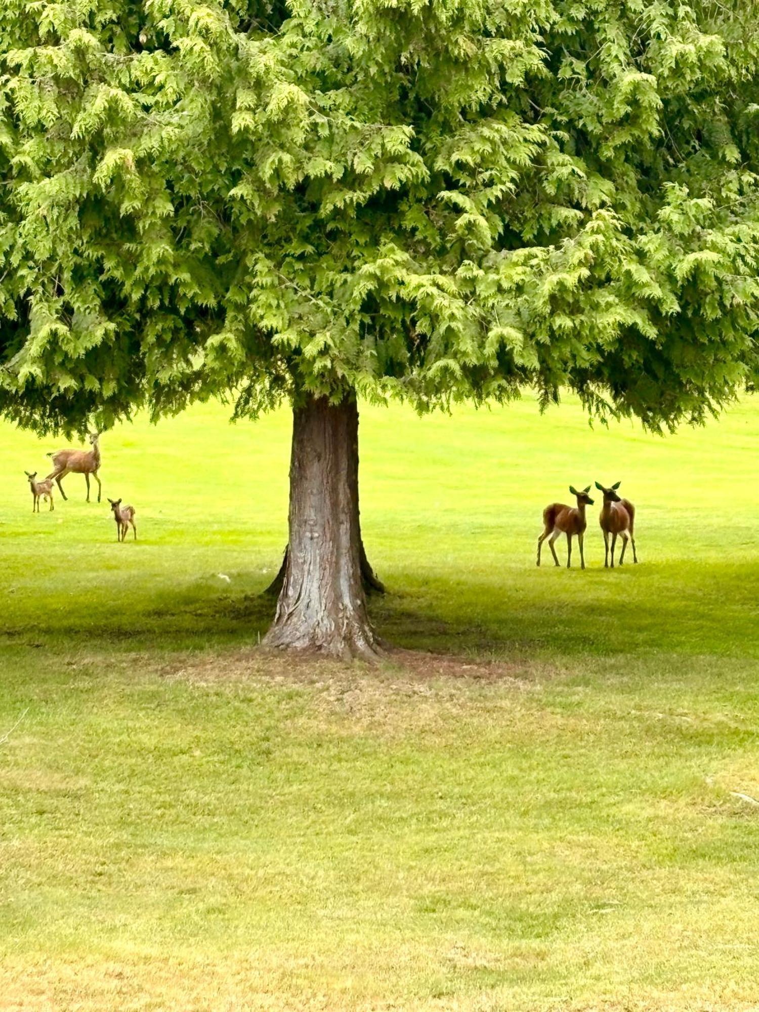 Oceanside Manor - Golf Course View Bed & Breakfast Qualicum Beach Dış mekan fotoğraf